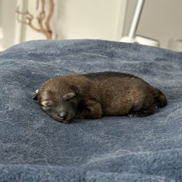 Shiba Inu puppies from SmolBeans Kennel