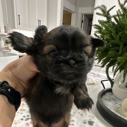 Cody - Brindle male Shih Tzu puppy in Mineola, Texas from RL Phillips Shihtzus