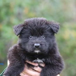 Giants - Black male German Shepherd puppy in Oswego, New York from Vom Wolfgang Roma Kennels