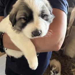 Miss Purple - White and badger female Great Pyrenees puppy in Sapphire, North Carolina from Sapphire Valley Great Pyrenees