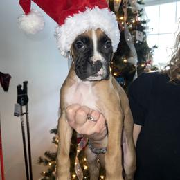 Boxer Puppies from Reynolds Homestead Boxers