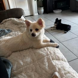 Lacy - Cream female Pomeranian puppy in Wimauma, Florida from Bella's Babies