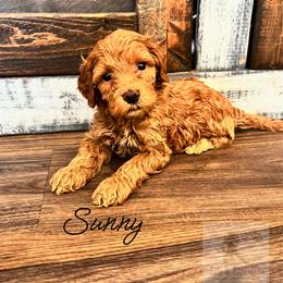 Sunny - Apricot male Goldendoodle puppy in Birmingham, Alabama from Ivy’s Doodles