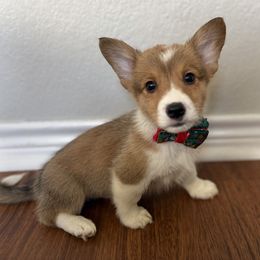 3 - Sable male Pembroke Welsh Corgi puppy in Garland, Texas from Barker's Corgis