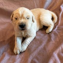 Skye - Light golden female Golden Retriever puppy in Oregon from Bliss Retrievers