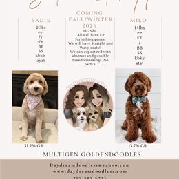 Goldendoodle puppies from DayDream Doodles