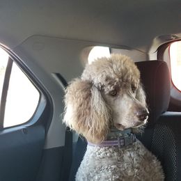 Poodle Puppies from Coco Puffs Poodles