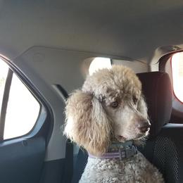 Poodle Puppies from Coco Puffs Poodles