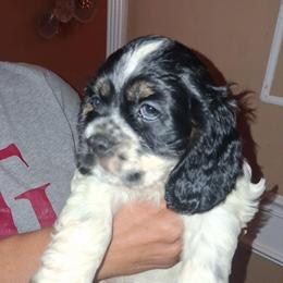 Girl 1 - Blue roan and tan female Cocker Spaniel puppy in Sparta, Georgia from Mekas Cocker Spaniels