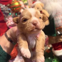 Alvin - Liver male Shih Tzu puppy in Wilkesboro, North Carolina from Frannie and Annie Shih Tzu Babies