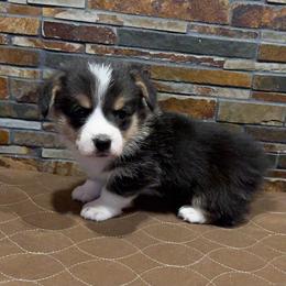 Boy 2 - Black and tan male Pembroke Welsh Corgi puppy in Visalia, California from VIP Stables