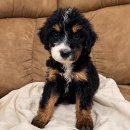 Little Joe - Phantom male Bernedoodle puppy in Holden, Missouri from Mid-West Bernedoodles