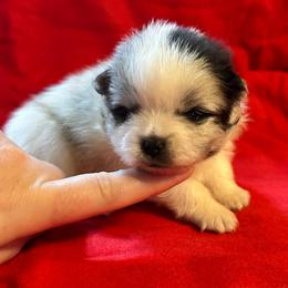 Ares - Blue merle male Pomeranian puppy in Waterloo, Indiana from Garcias Pomeranian
