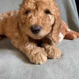 Goldendoodle Puppies from Aimee Schamback