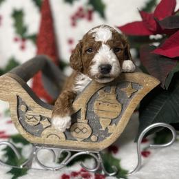 Jingle - Red Collar Boy - Red  male Goldendoodle puppy in Roseburg, Oregon from Dbos Furry Friends