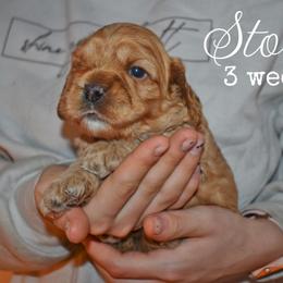 Storm - Red male Cockapoo puppy in Myerstown, Pennsylvania from The Cocker Cingdom