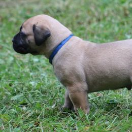 Boerboel Puppies from Northland Boerboels