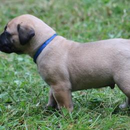 Boerboel Puppies from Northland Boerboels