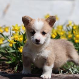 Pembroke Welsh Corgi Puppies from Goldstar Puppies (License Number 18519)