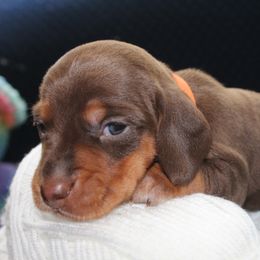 Randy - Chocolate and tan Dachshund puppy in Windsor, Colorado from Murry’s minis