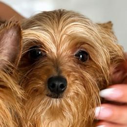 Tiny - Gold male Yorkshire Terrier puppy in Cape Coral, Florida from Katherine’s Yorkies and Poodles