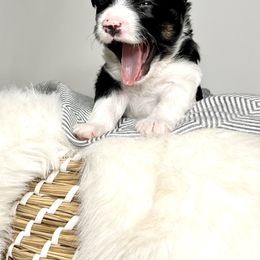 Aussiedoodle Puppies from Ever After Mini Doodles