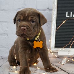 Chinese Shar-Pei and Companion Cross Puppies from Mini Hippo Land
