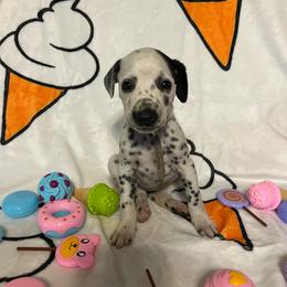 Salty Dawg- Light Green- LUA - White and black female Dalmatian puppy in Claremore, Oklahoma from Lotsofdots Dalmatians