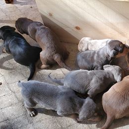 Catahoula Leopard Dog Puppies from Magnolia Farms Kennel