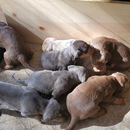 Catahoula Leopard Dog Puppies from Magnolia Farms Kennel