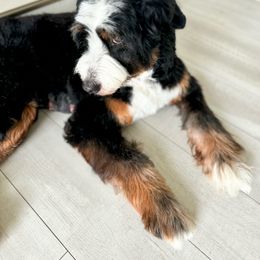 Bernedoodle, Goldendoodle, Poodle, and Sheepadoodle All Grown Up from Dapper Doodles