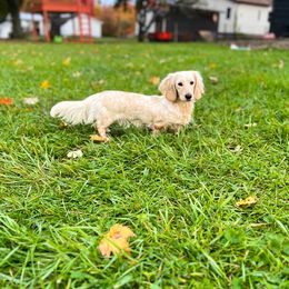 Creampie - Dachshund