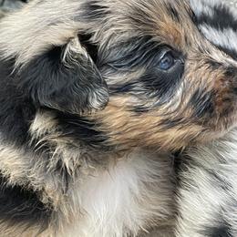 Australian Shepherd Puppies from Sarah Estes