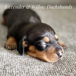 Dachshund Puppies from Lavender and Willow Dachshunds