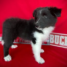 Sweetest boy 1 - Black and white male Shetland Sheepdog puppy in Germantown, Ohio from Buckeye Shelties