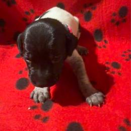 Pink - Black roan female German Shorthaired Pointer puppy in Jackson, Georgia from Rosengrace Gsps (formerly Tiner GSP’s)