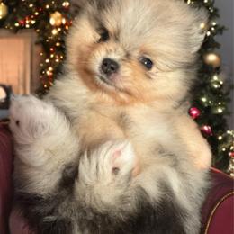 Zia - Blue merle female Pomeranian puppy in North Port, Florida from West Coast Diva Pupz