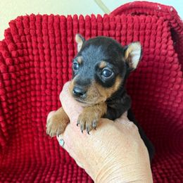 Dax - Black and rust male Miniature Pinscher puppy in Atoka, Oklahoma from Boggy Depot Cavaliers & Friends