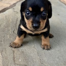 Lily - Black and tan female Dachshund puppy in Cleveland, Georgia from Memaw’s Minis Babies Doxies