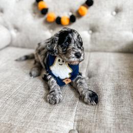 Goldendoodle Puppies from The W Doods