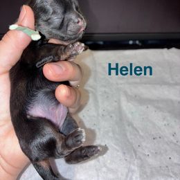 Girl 4 - Sable female Shih Tzu puppy in Kettering, Ohio from The Ruff Life Tribe