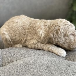 Poodle Puppies from Home of Doodles