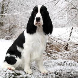English Springer Spaniel All Grown Up from RuffHouser English Springer Spaniels