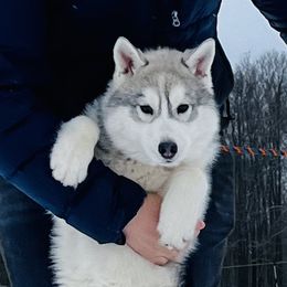 Han - Siberian Husky