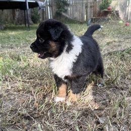 Miniature Australian Shepherd Puppies from Peace Creek Aussies