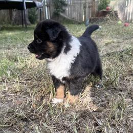 Miniature Australian Shepherd Puppies from Peace Creek Aussies