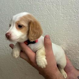 Lucy - Cream female Dachshund puppy in Duncan, Arizona from Bootheel Doxies & Poms