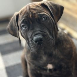 Boerboel Puppies from Erickson Ranch Boerboels