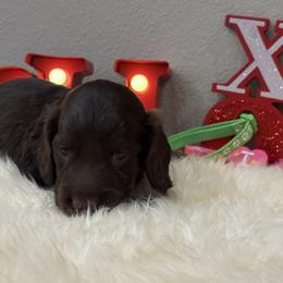 Chocolate male white spot on chest - Chocolate male Dachshund puppy in Pleasant Plains, Arkansas from JGBs Dachshunds