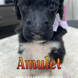 Poodle Puppies from Faksa Standard Poodles